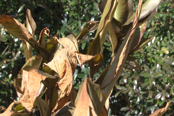 Freeze Damage in Tropicals